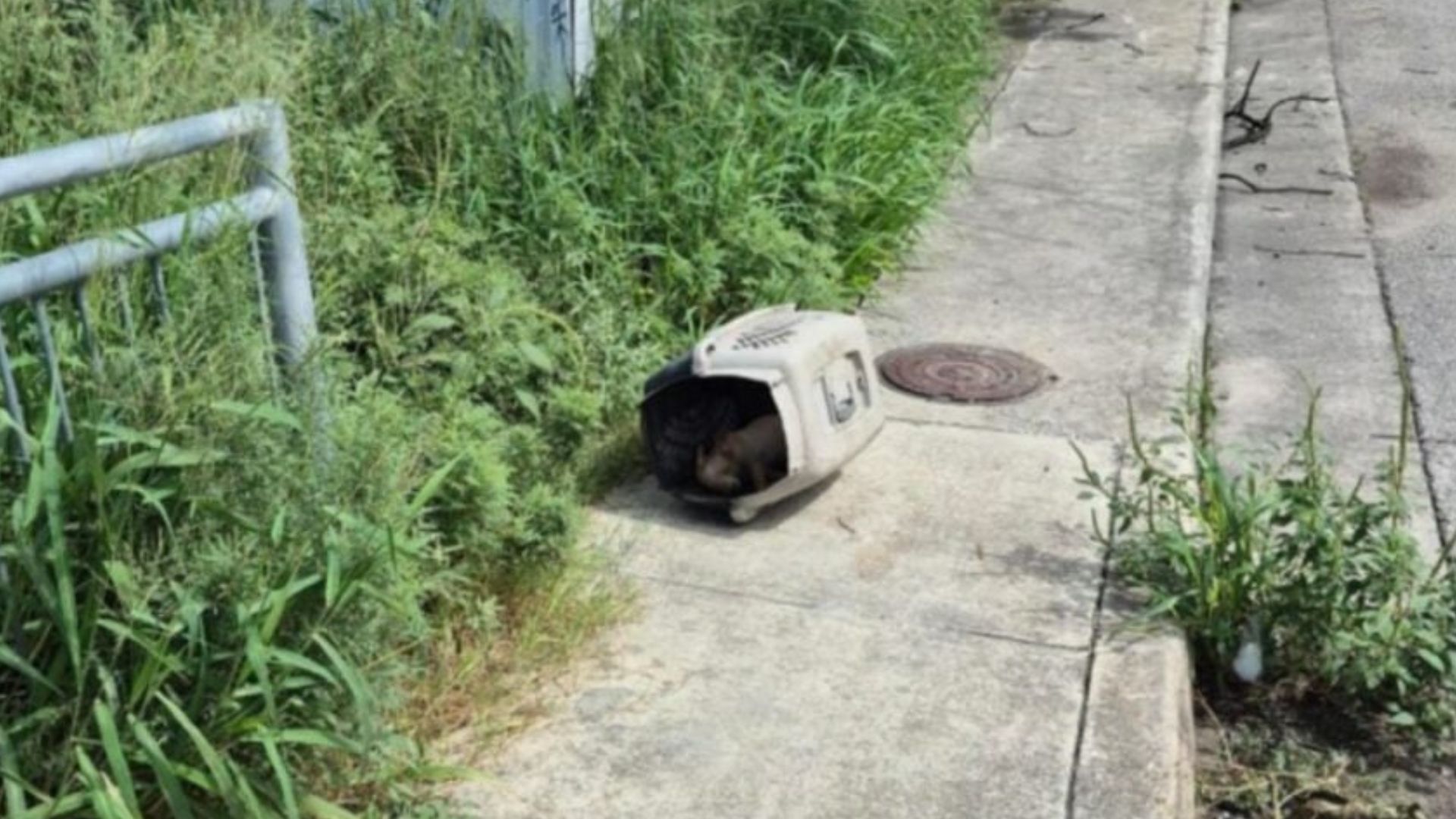 Texas Passerby Stunned By What He Finds Inside A Plastic Crate Under The Blazing Sun