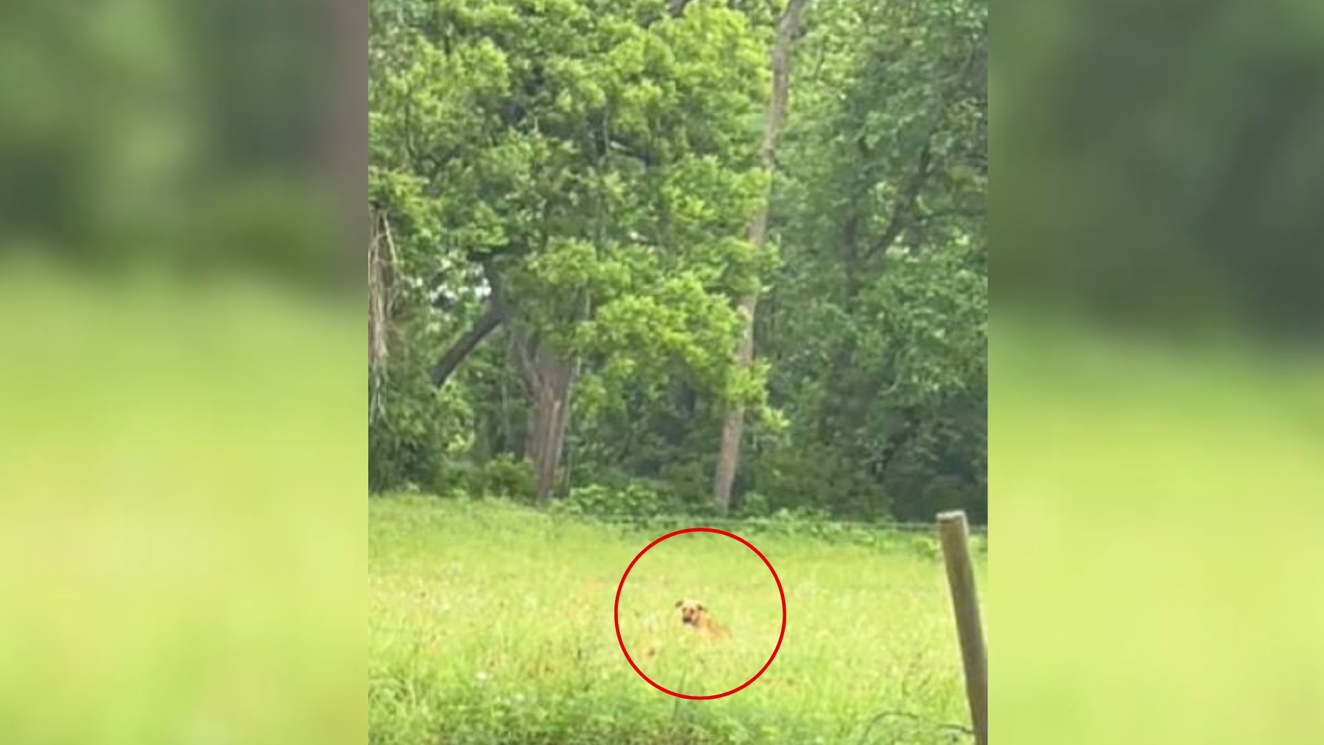 Texas Pup Found Alone In A Field Becomes The Unexpected Hero Of Another Dog’s Story