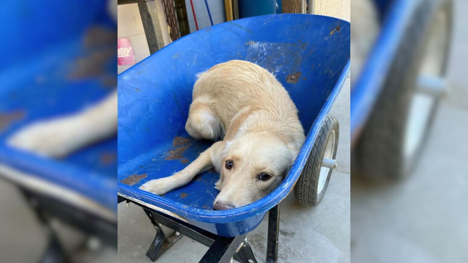Texas Pup In Wheelbarrow Saved From Euthanasia And Given A New Chance At Life