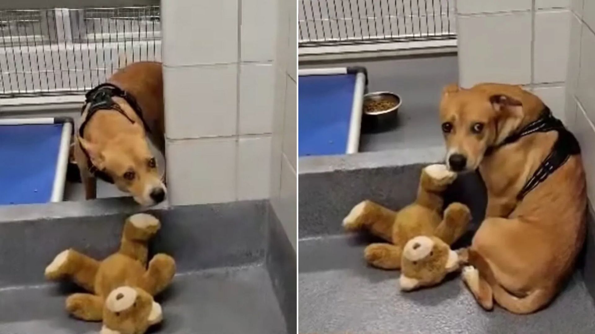 brown dog with teddy bear