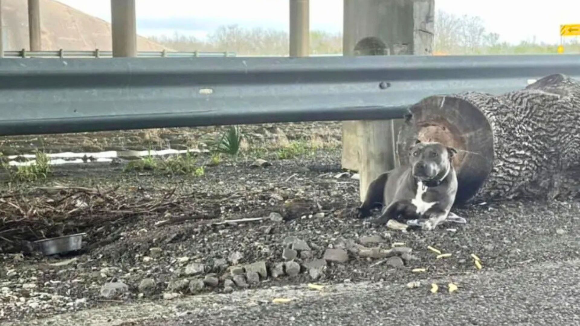 Texas Rescue Mission Begins With Hope But Reveals The Harsh Reality Of Neglect And Suffering