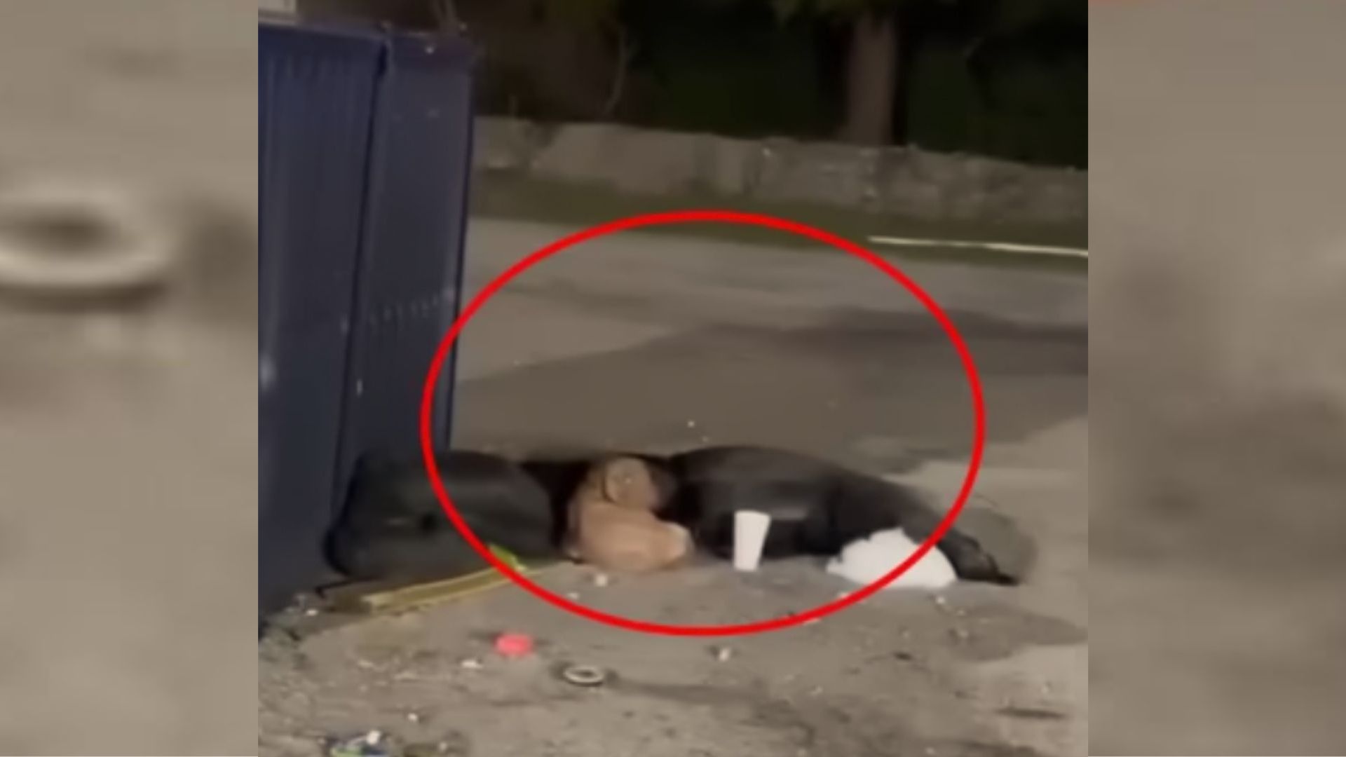 Texas Rescue Team Confronts Heartbreak When A Starved Dog Collapses Near A Dumpster