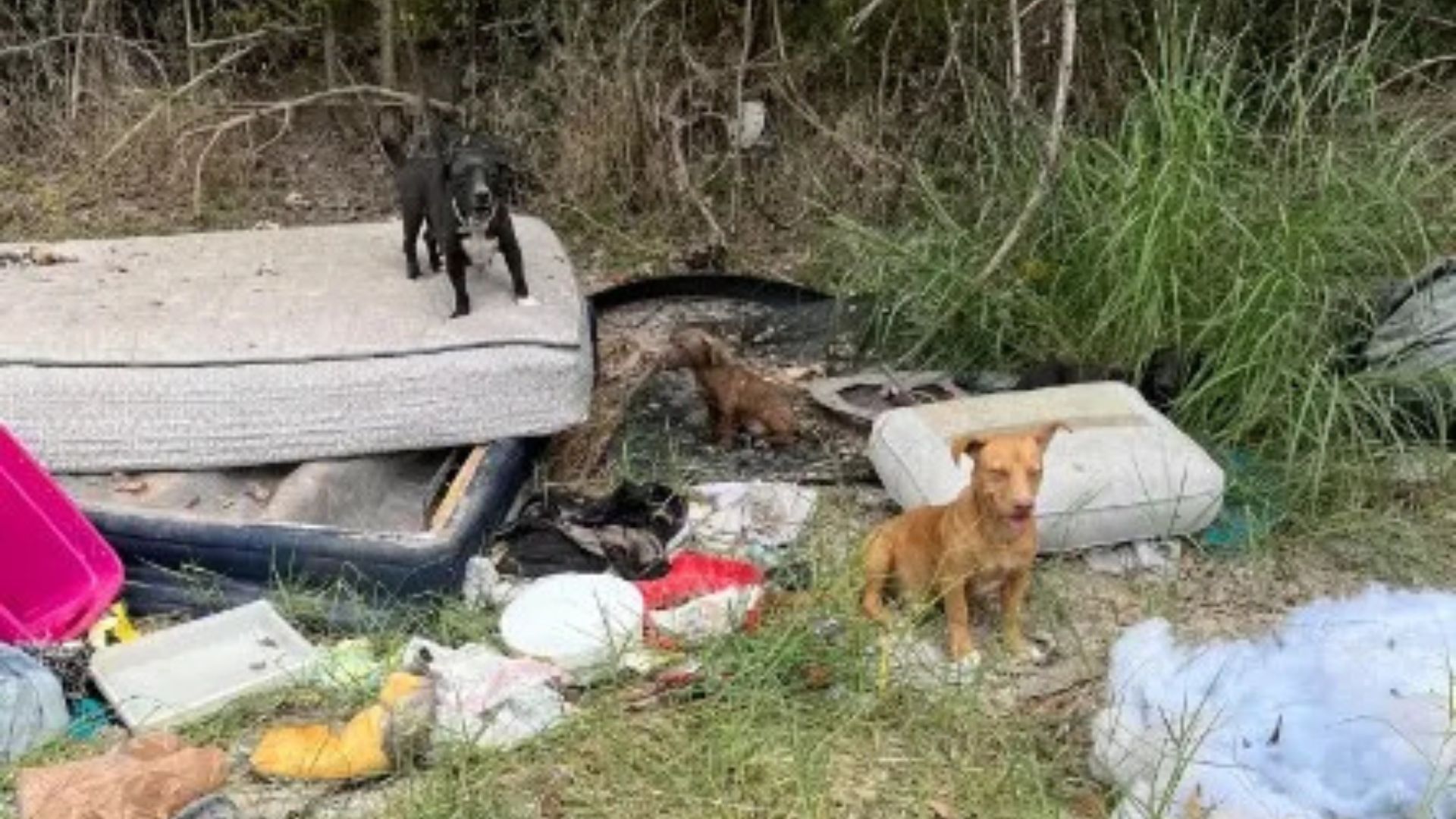 Texas Rescue Team Faces A Long Night After Discovering Their Mission Was Far Bigger Than Imagined