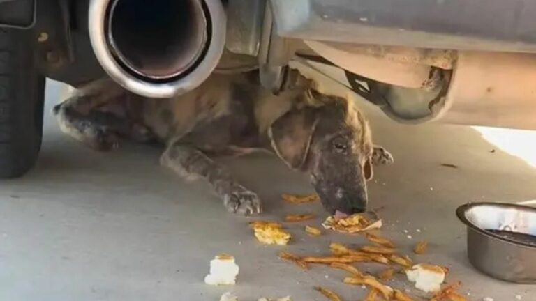 malnourished dog