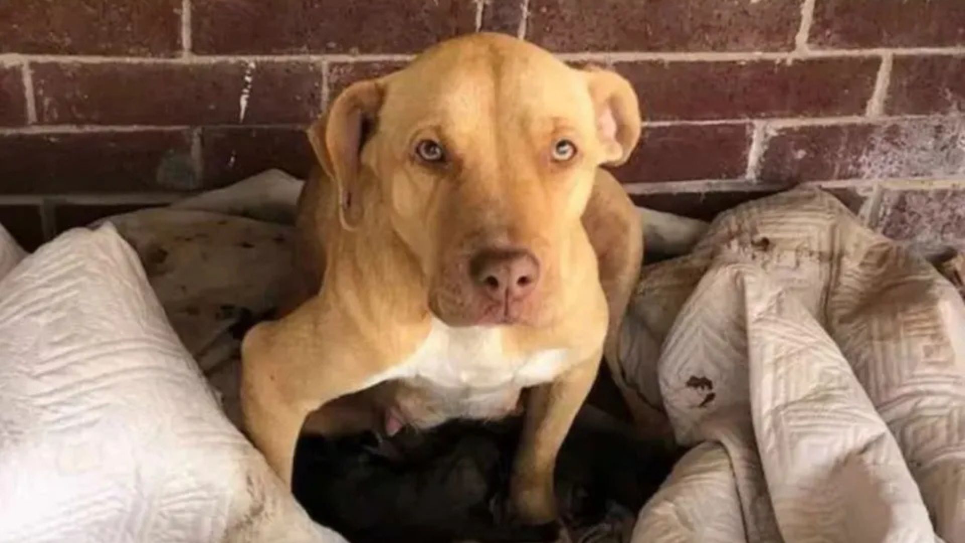 Texas Rescuer Helps A Stray Dog And Receives An Unexpected Surprise