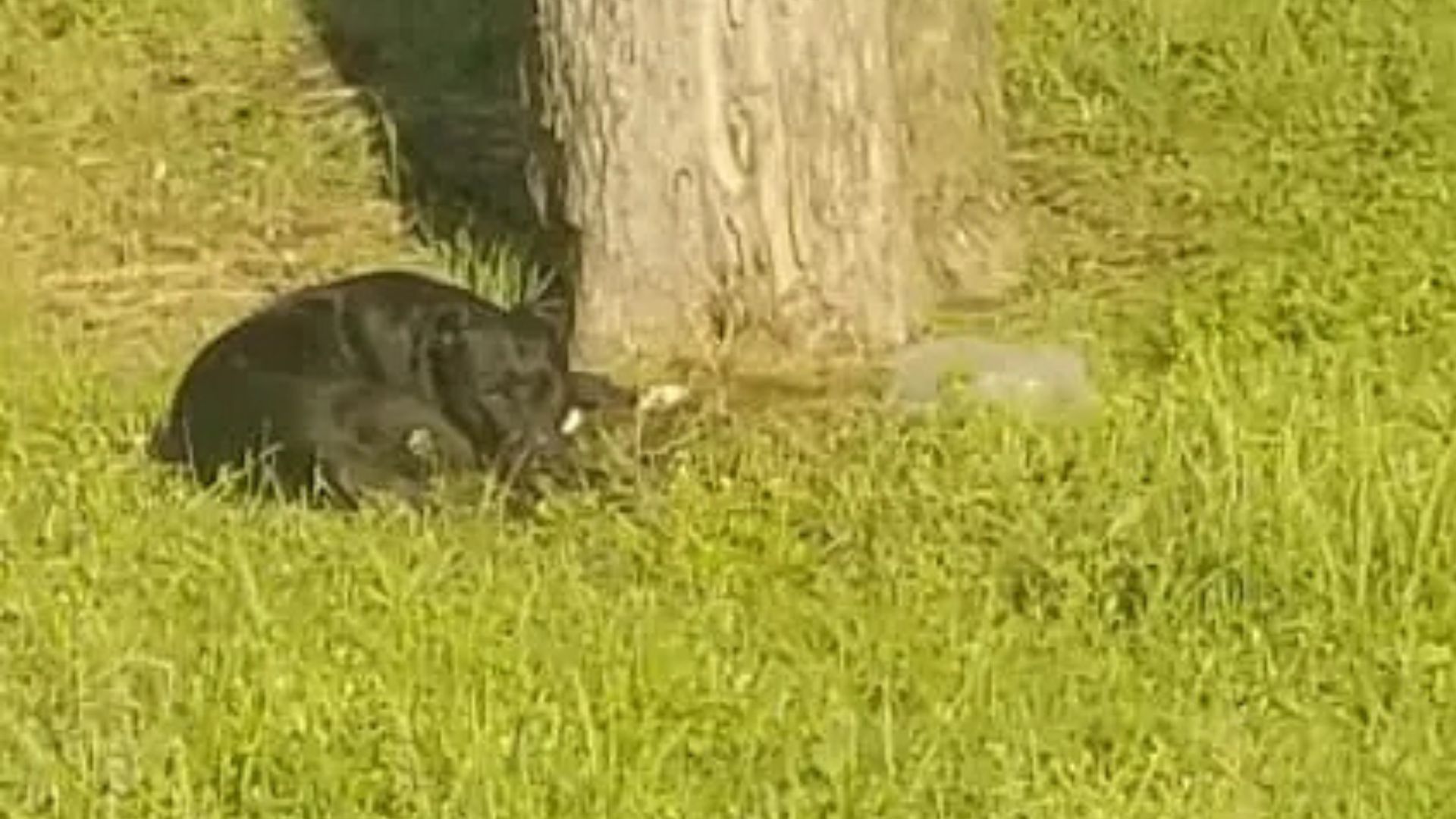 Texas Rescuer Spends Months Trying To Save A Pup Waiting For The Family That Abandoned Her