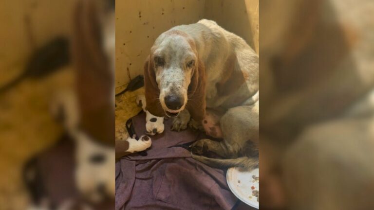 The dog lies next to its puppies