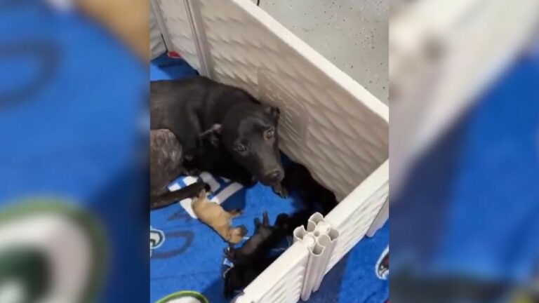 stray black dog