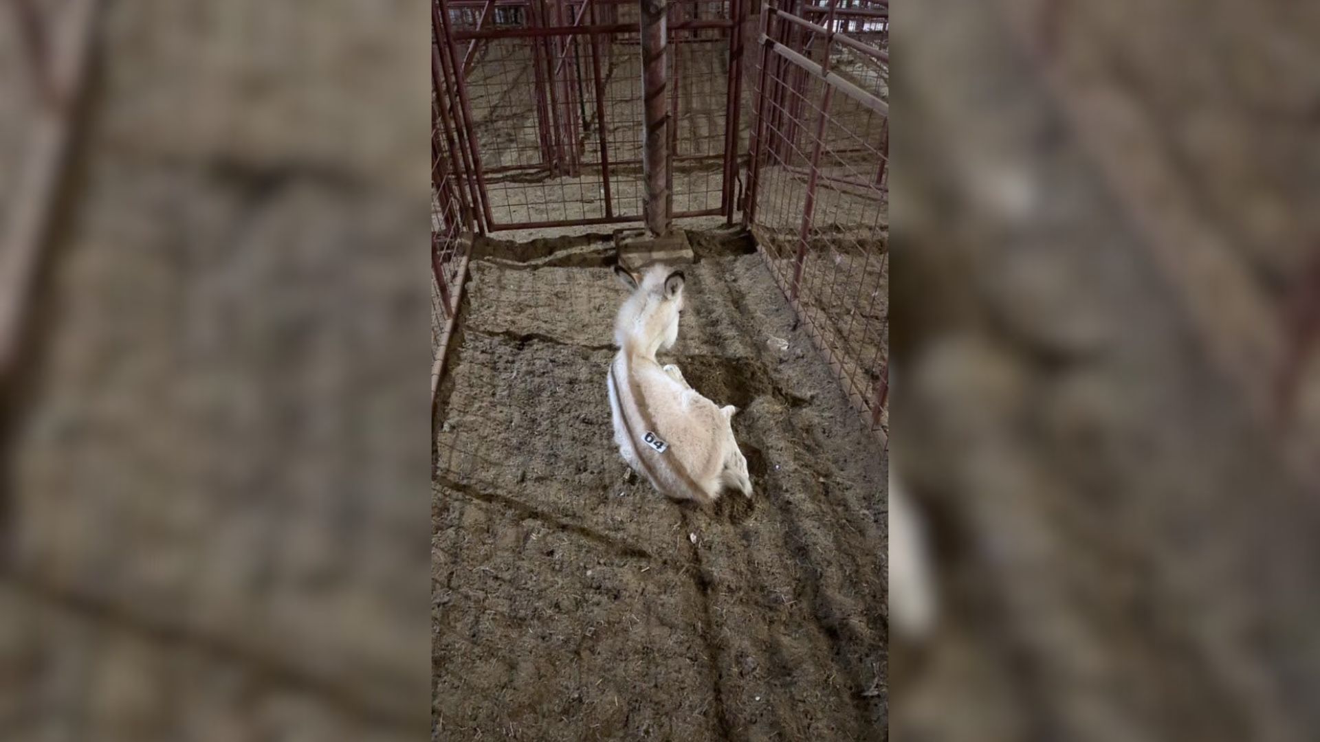 Texas Rescuer’s Heart Stops When She Sees A Strange Young Animal Waiting Alone In A Pen