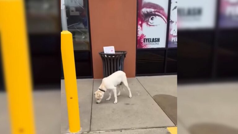 abandoned dog by trash