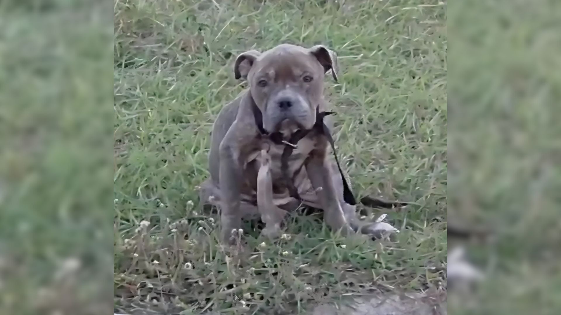 Texas Rescuers Were Shocked After Learning Malnourished Pittie Was Poisoned By Ibuprofen