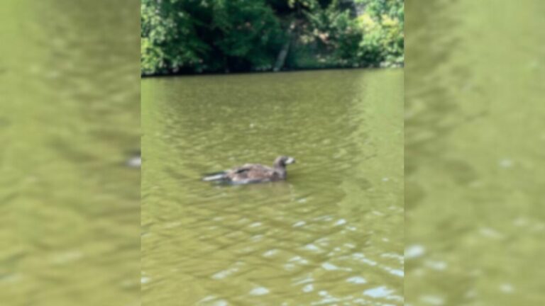 animal in water