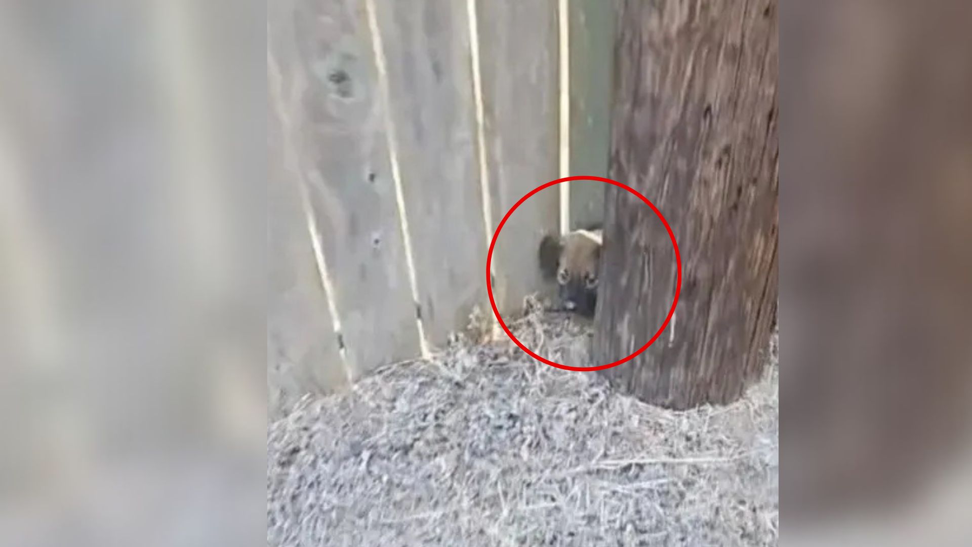 Texas Roadside Rescue Of A Puppy Takes A Twist When His Sibling Suddenly Appears