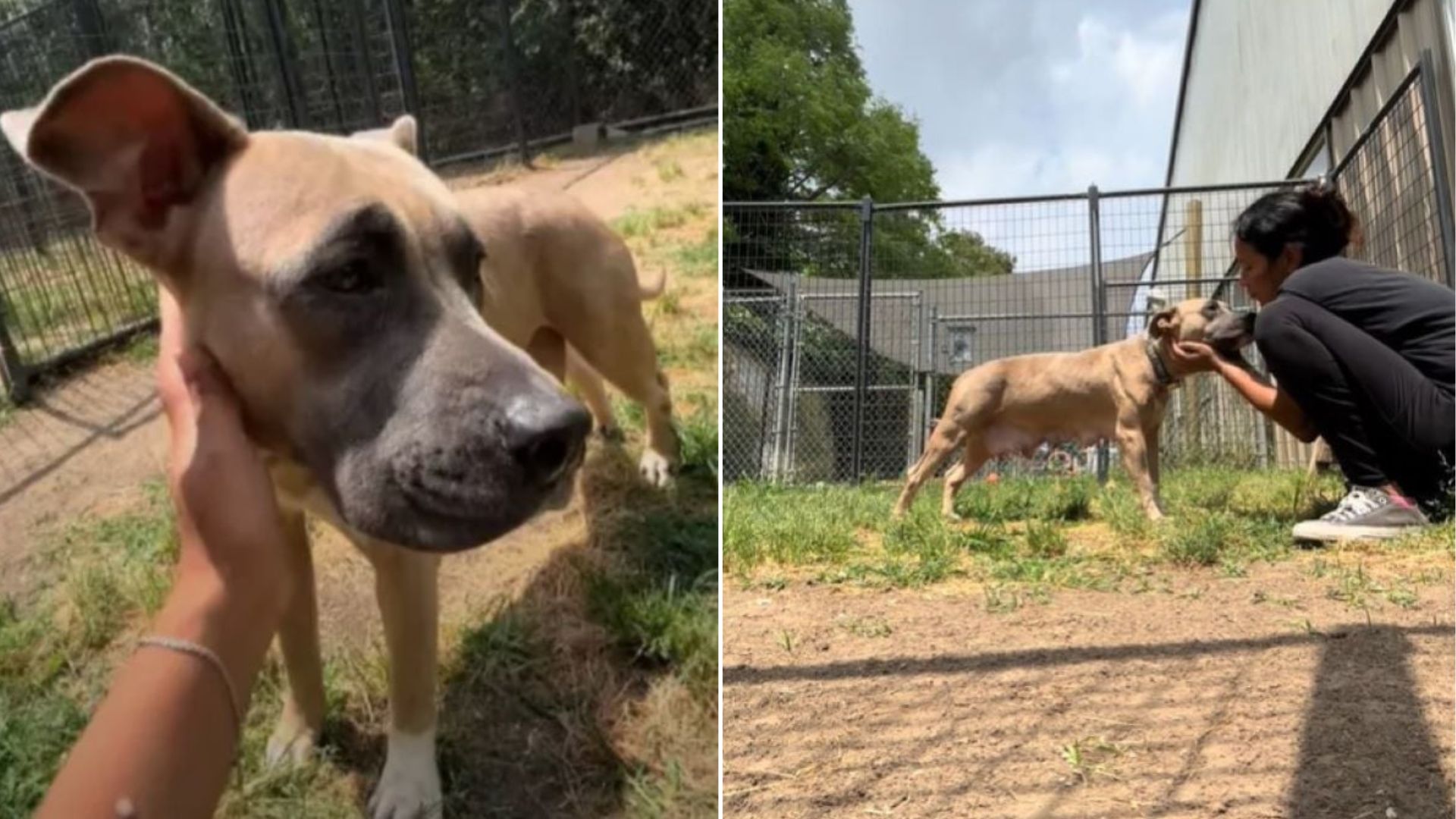Texas Volunteer Breaks Down After Meeting Abandoned Dog With “Puppies For Sale” Collar