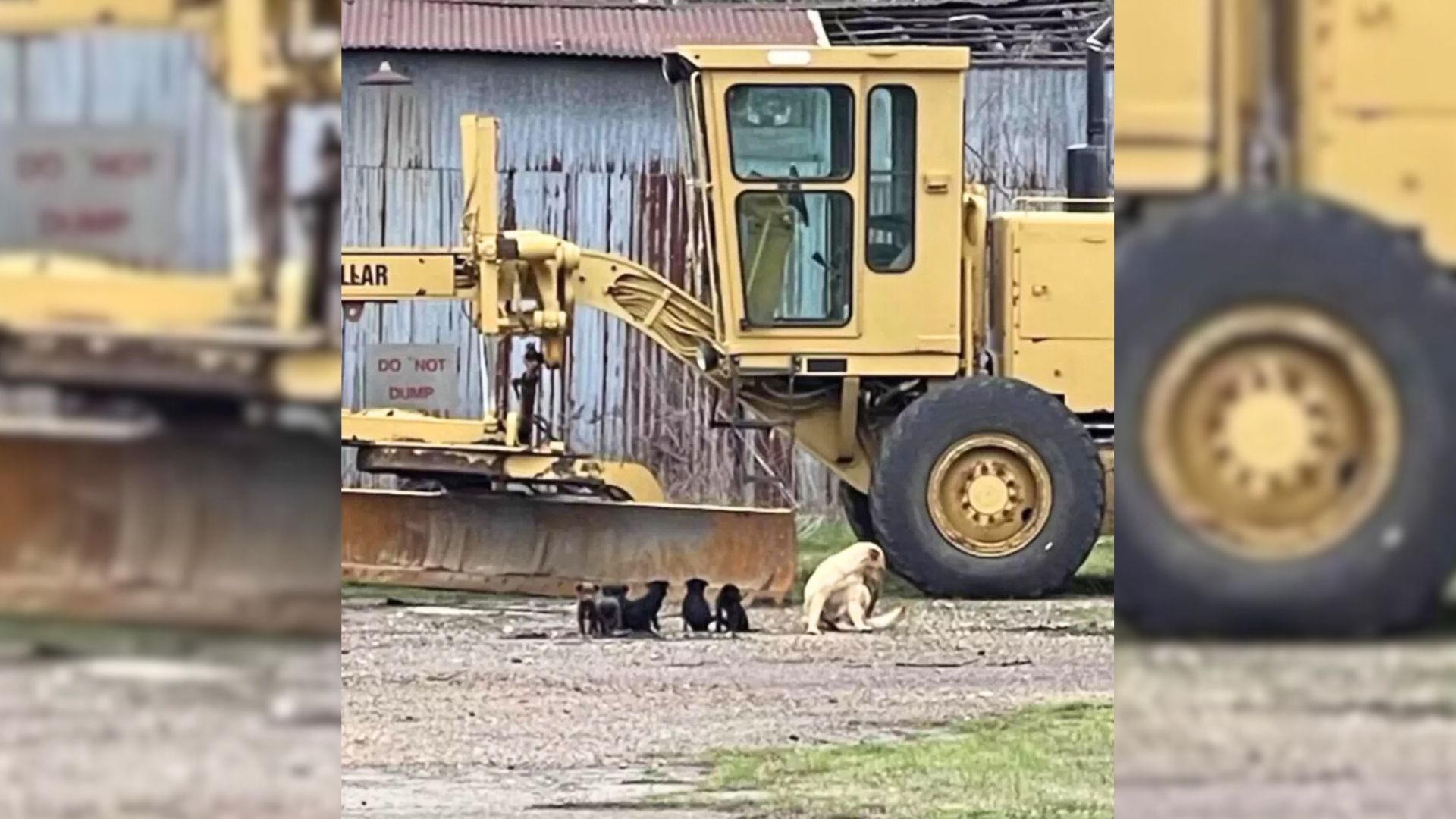 dog with puppies standing on the sand