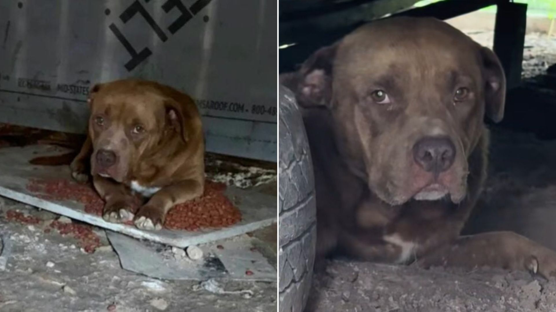 Texas Woman Spots Lonely Dog In Empty Yard And Realizes The Heartbreaking Truth