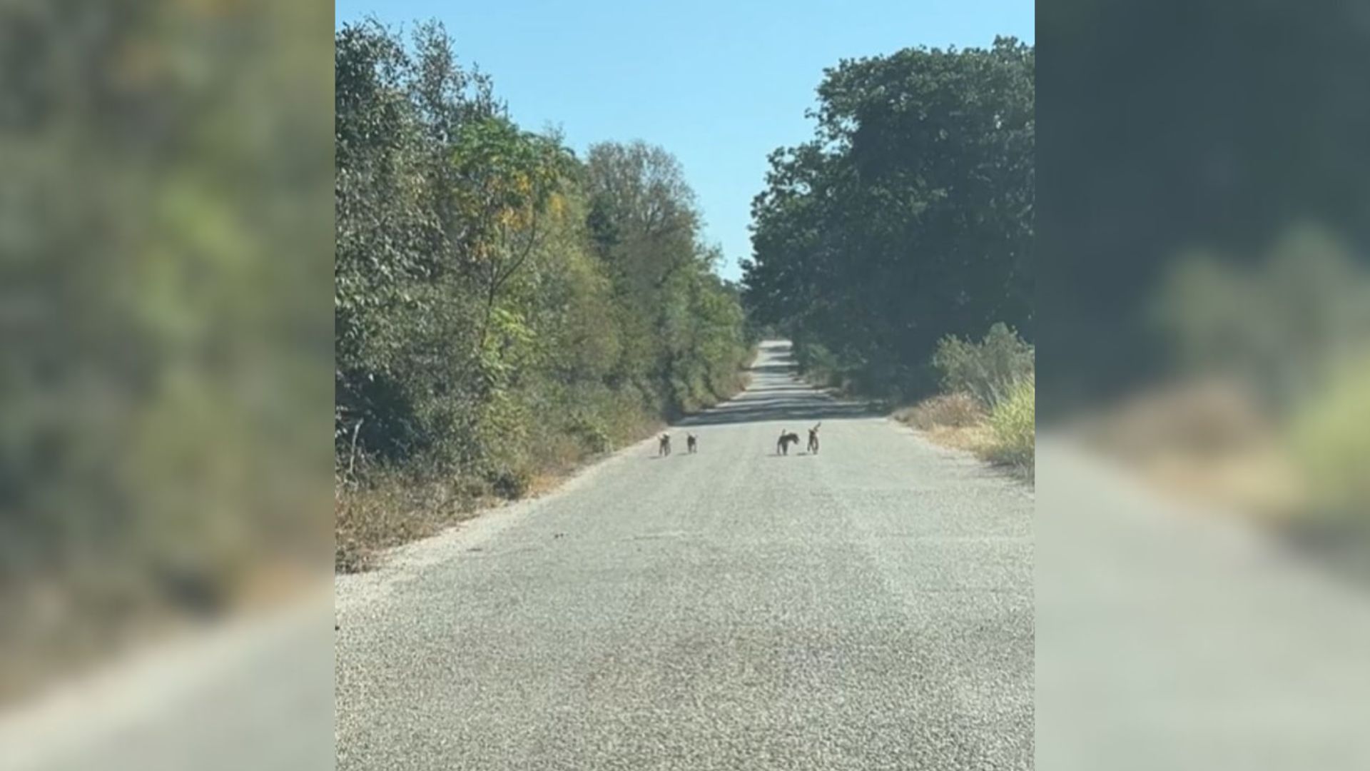 four puppies on the road