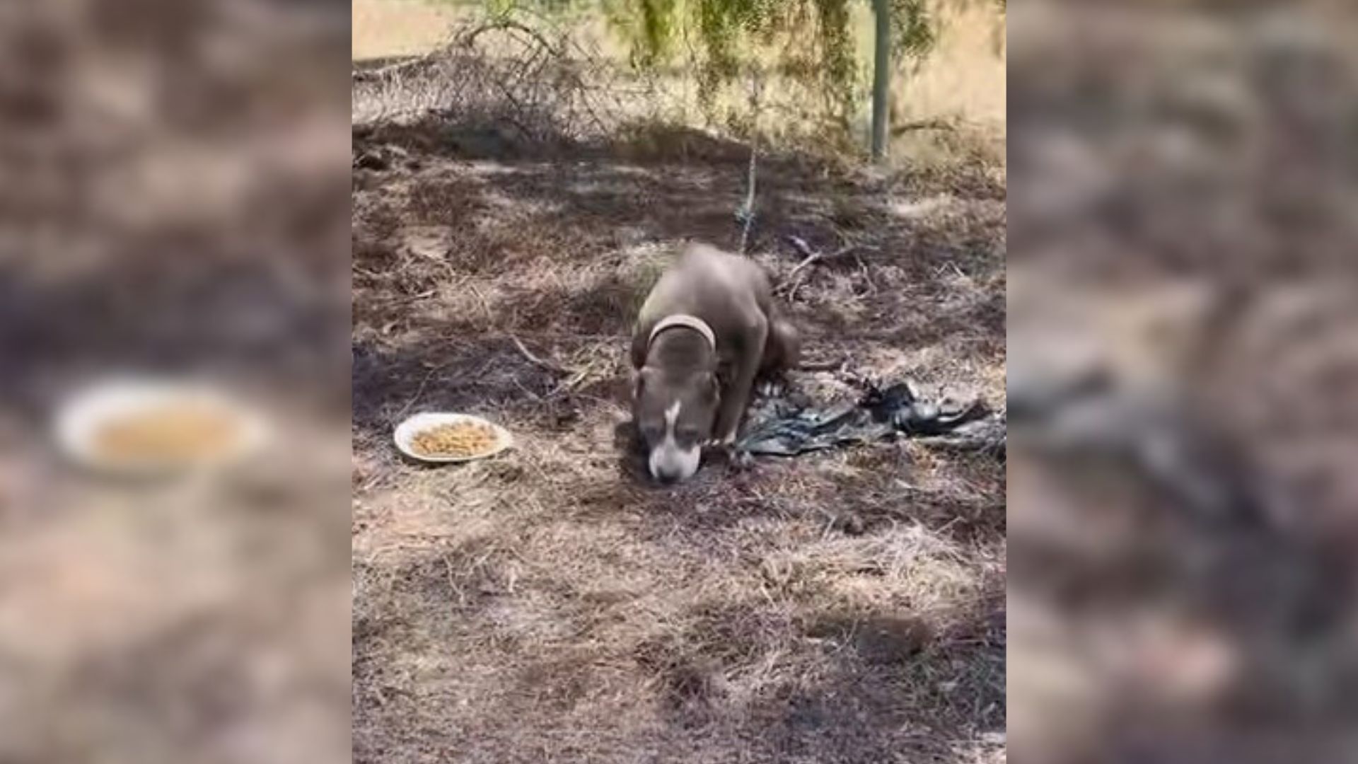 The Pup From California Who Was Tied To A Fence Finally Gets The Miracle She Deserved