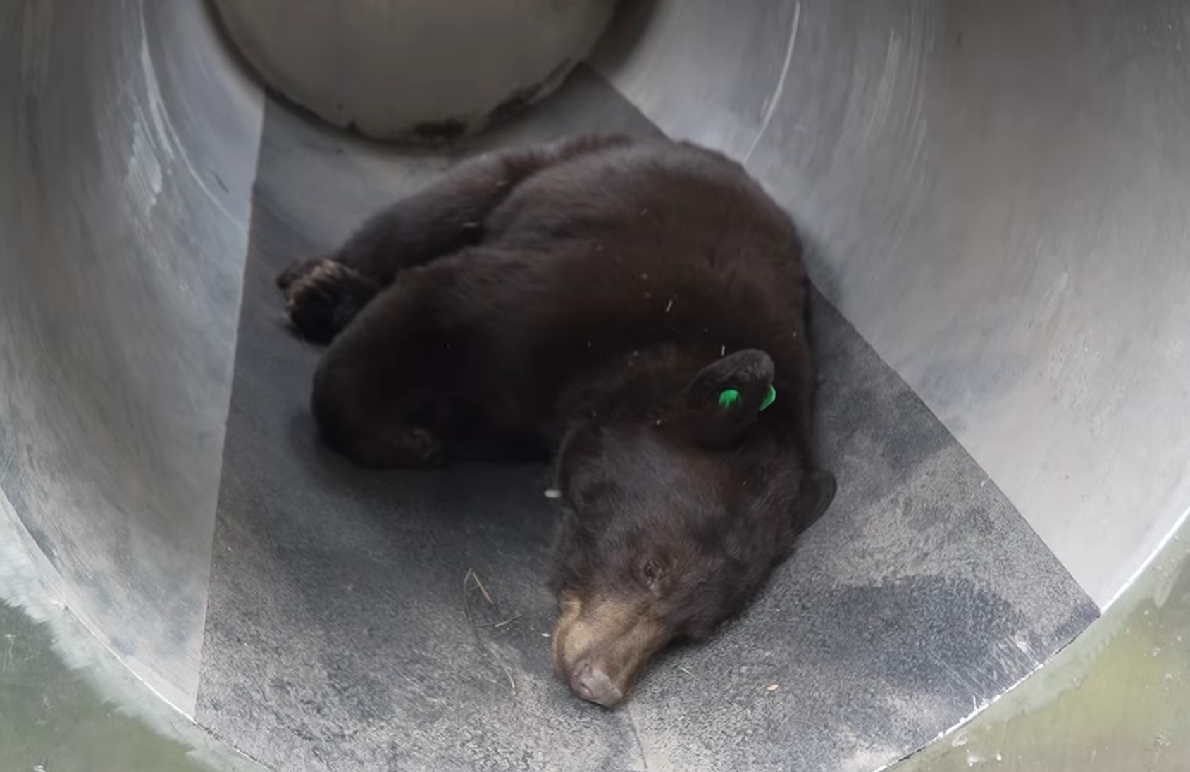 The bear is lying down