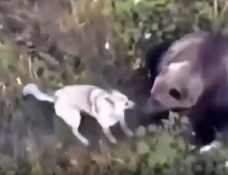 The bear is sniffing the husky