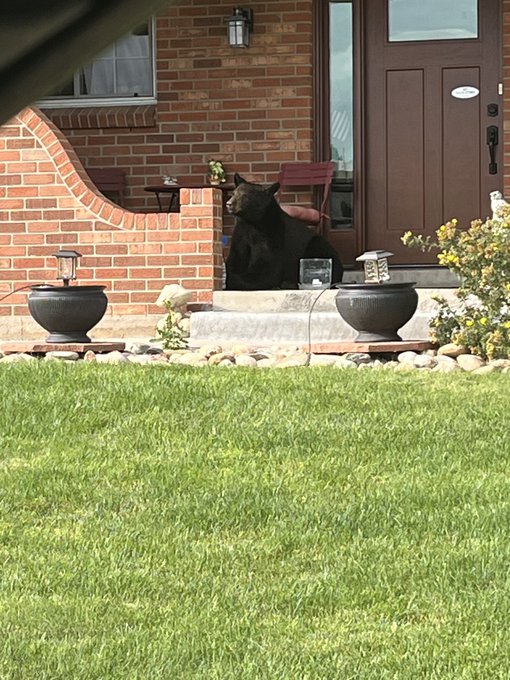 The bear is walking around the yard