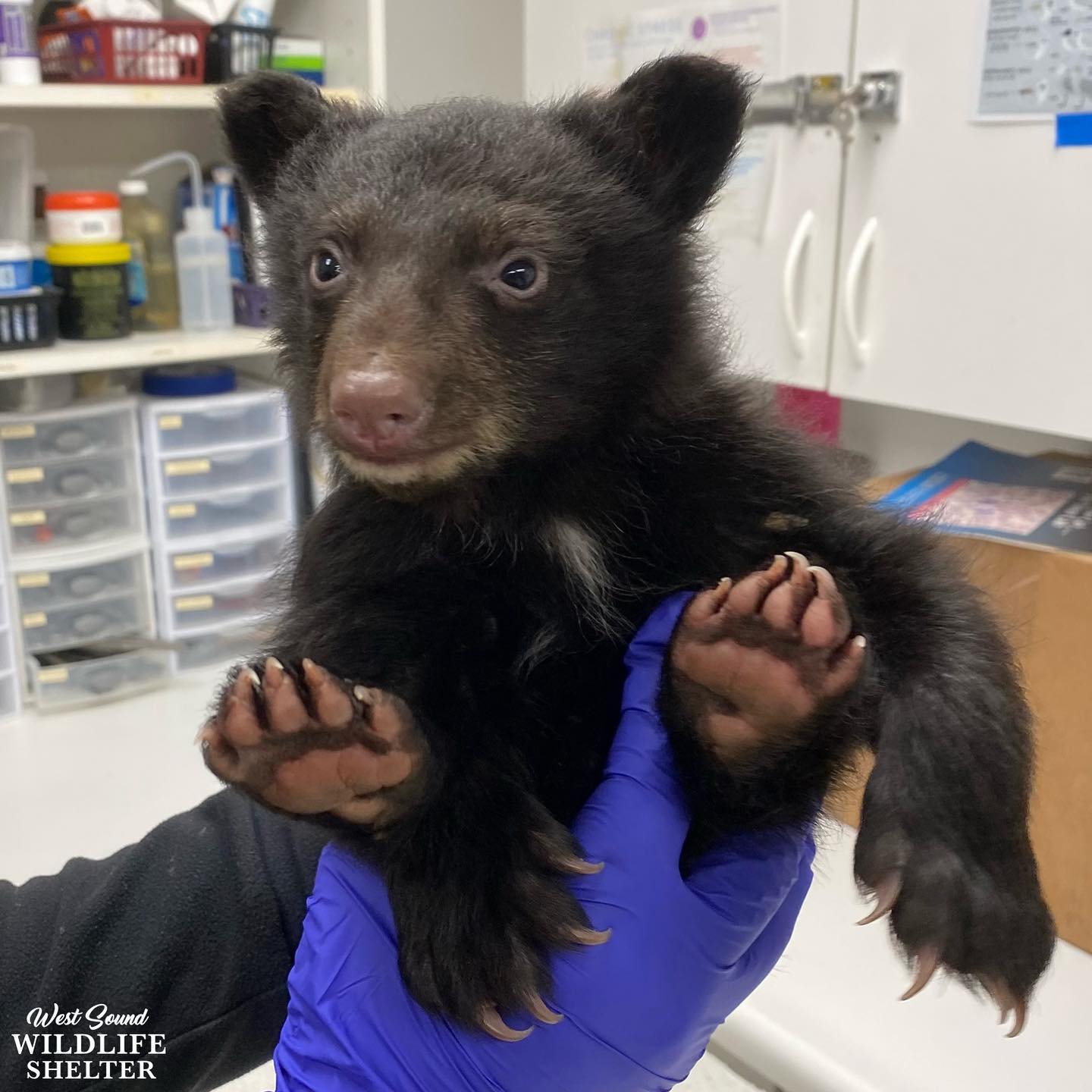 The bear looks at the veterinarian who is holding it in his hands