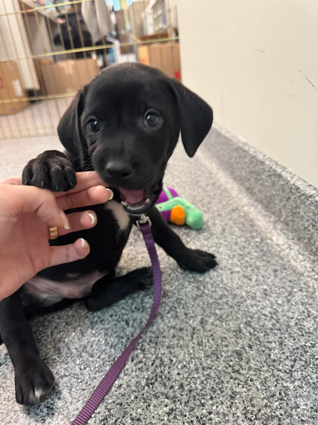 The black dog is biting the woman's fingers