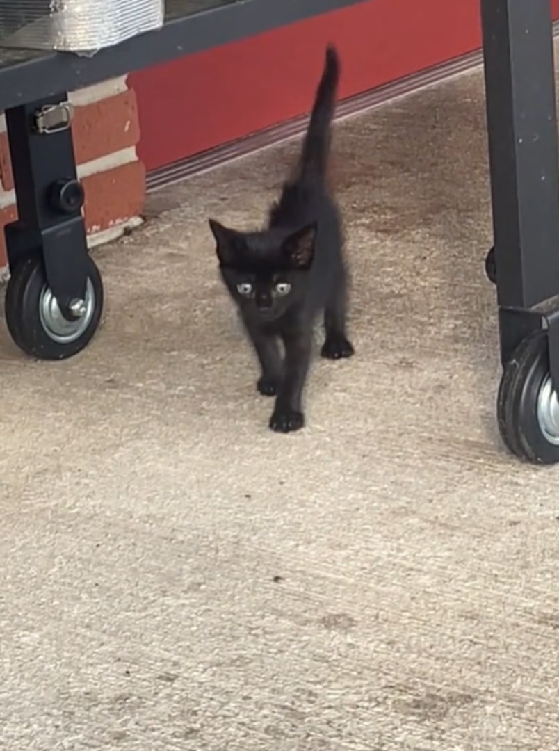 The black kitten is walking