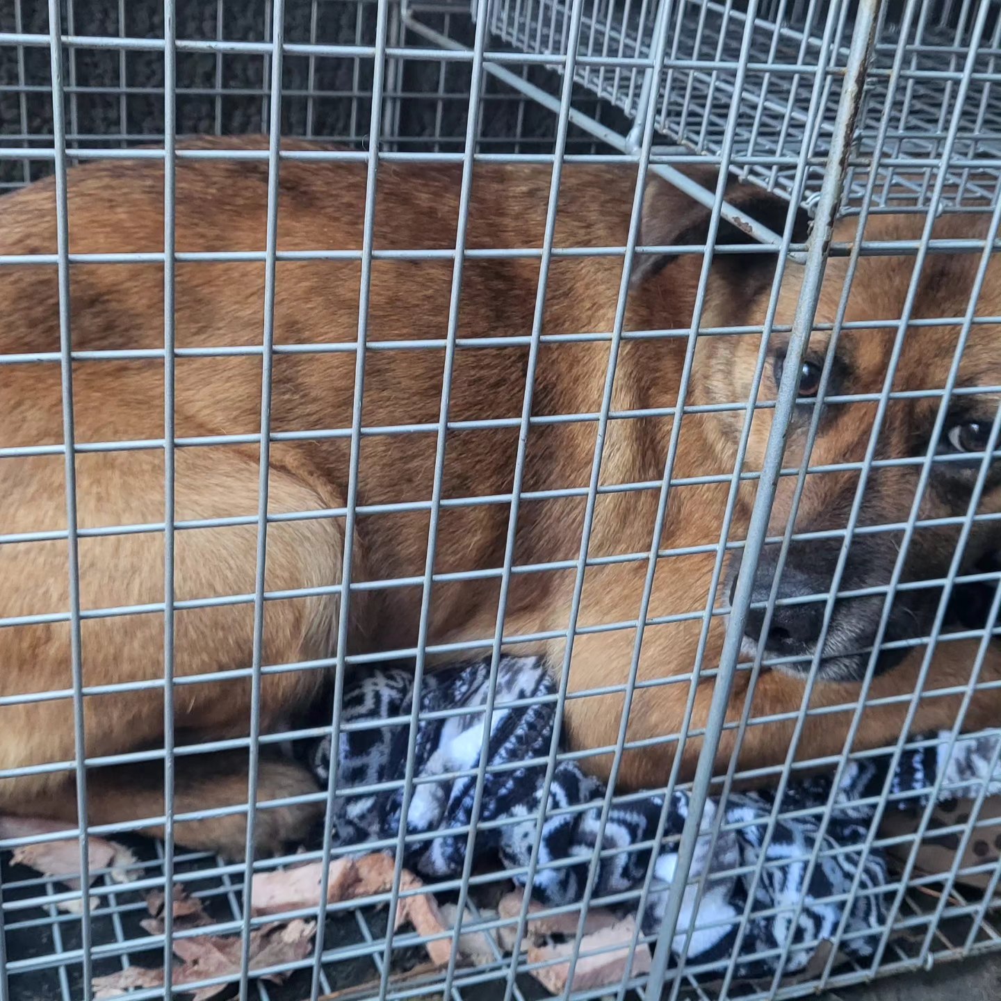 The brown dog is lying in a cage