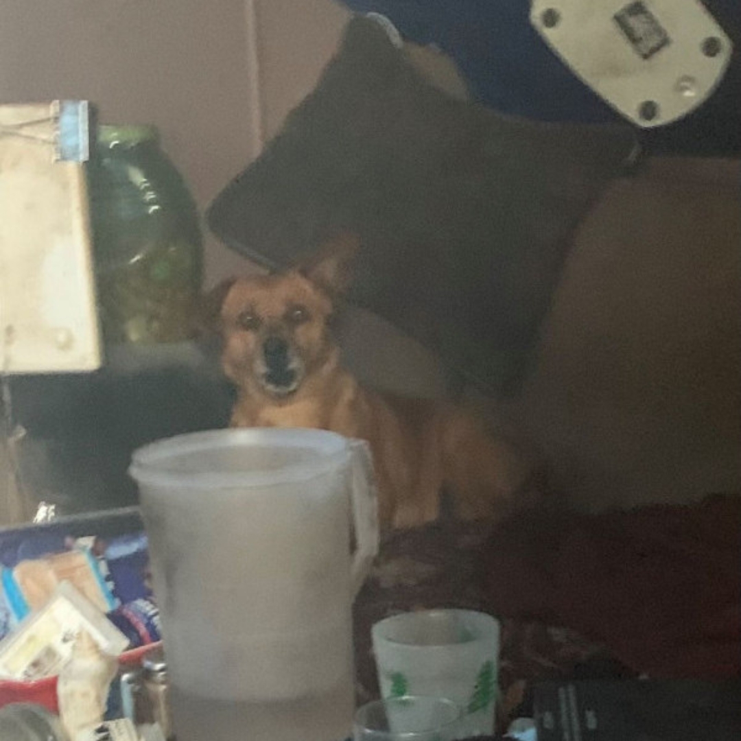 The brown dog is lying on the couch