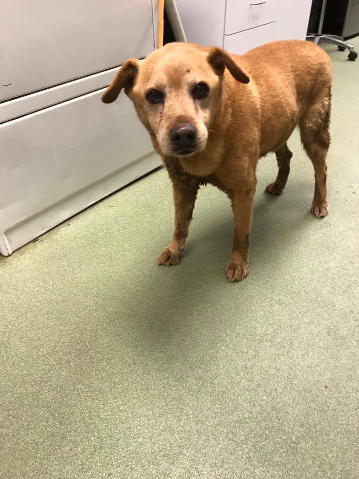 The brown dog is standing on the floor