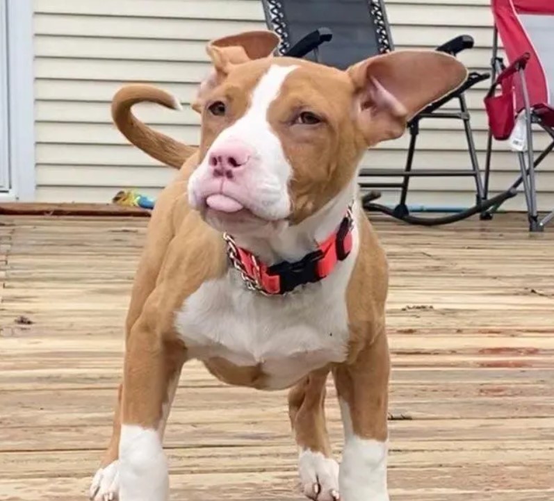 The brown dog is standing