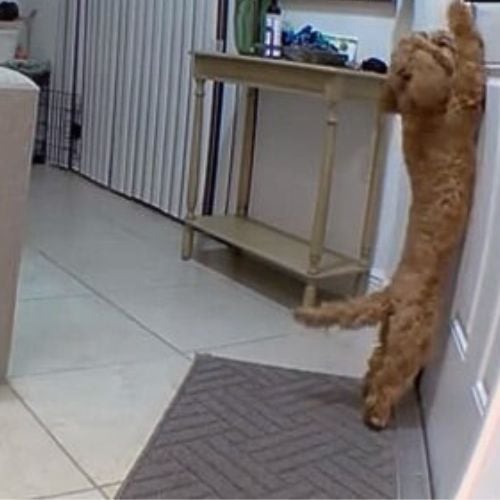 The cat is climbing the door