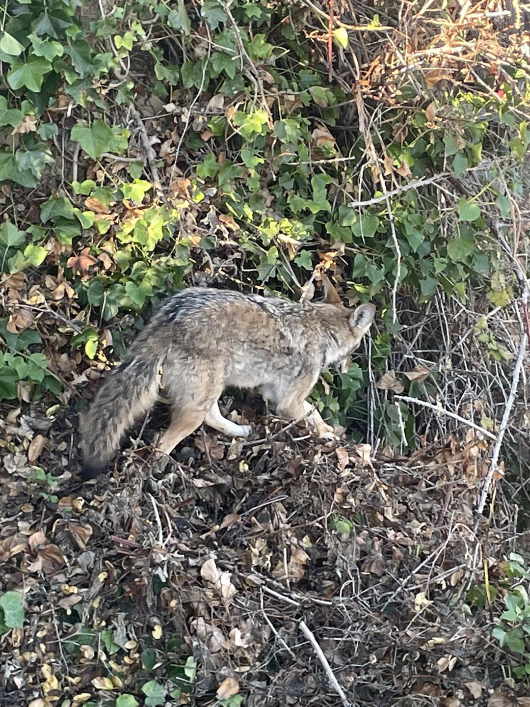 The coyote is sniffing the forest