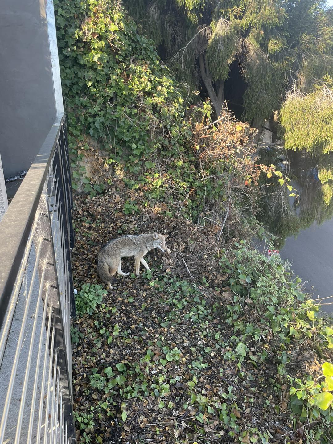 The coyote is standing by the river