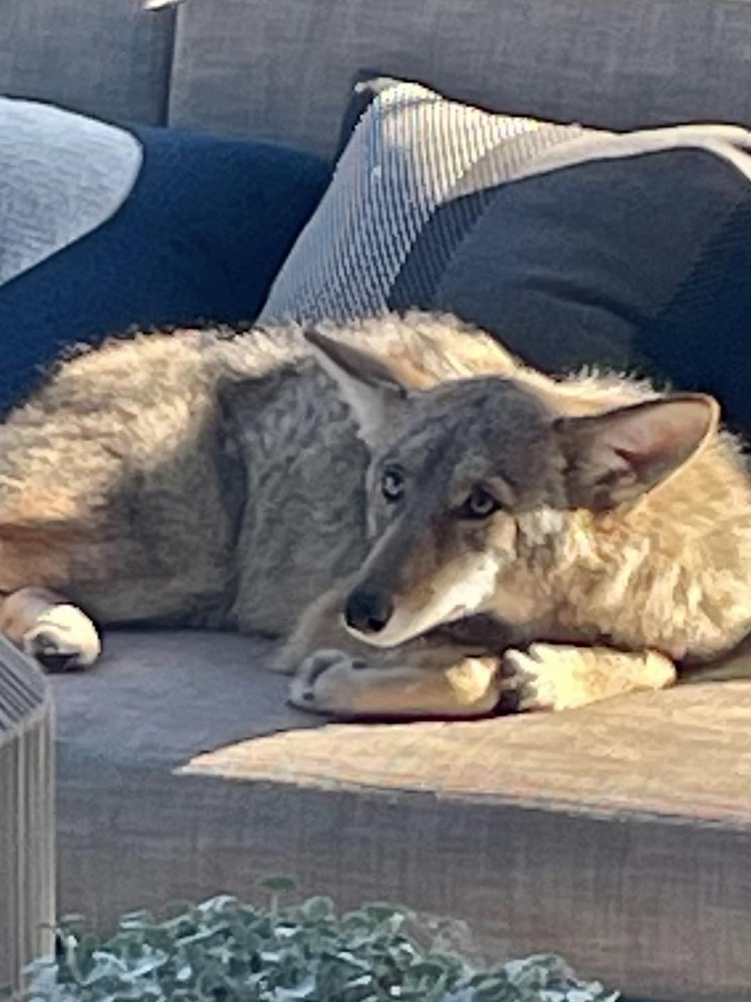 The coyote lies curled up