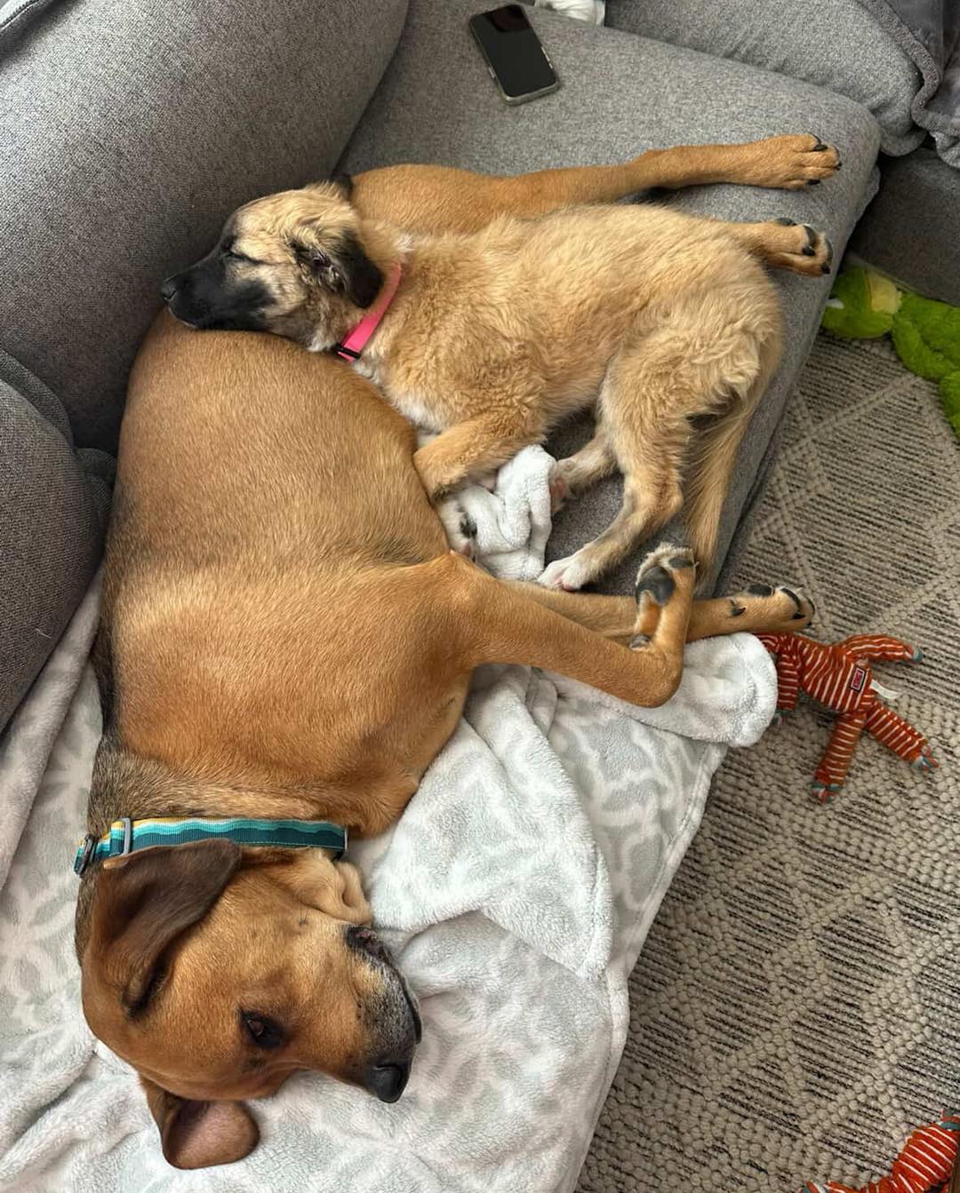 The dog and his housemates are sleeping on the couch