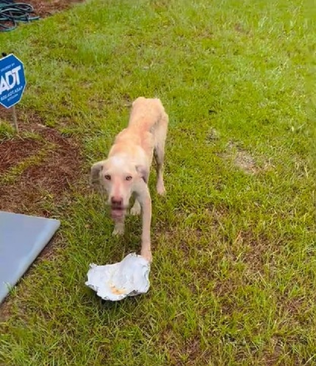 The dog approaches the foil on the grass