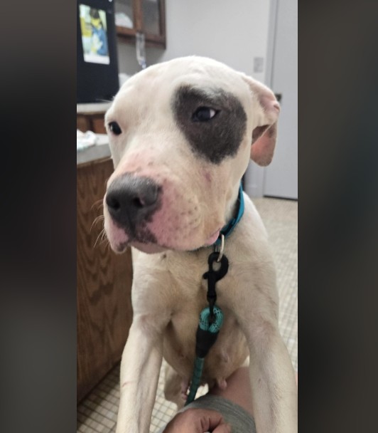 The dog climbed onto the man with its front paws