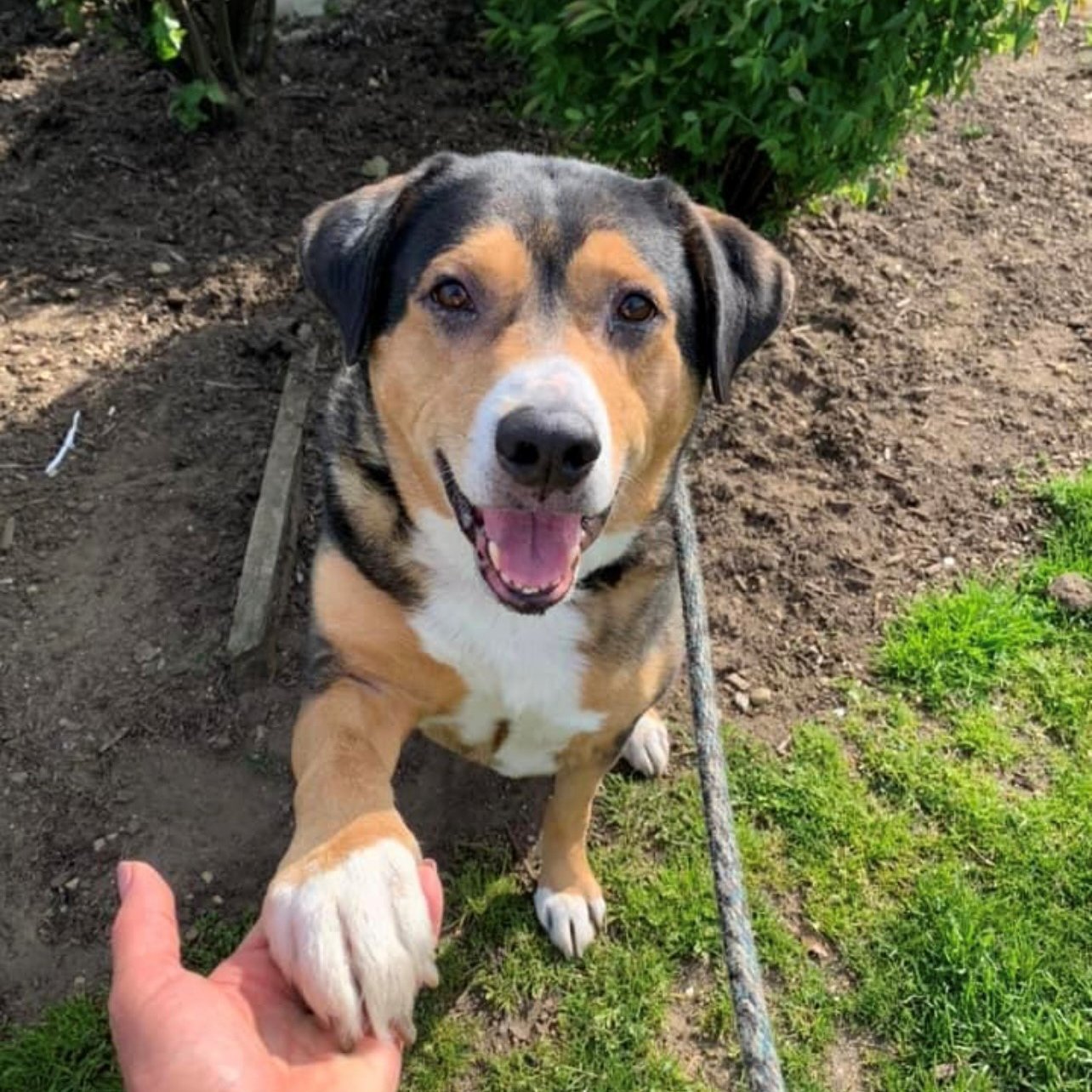 The dog gave its paw to the owner