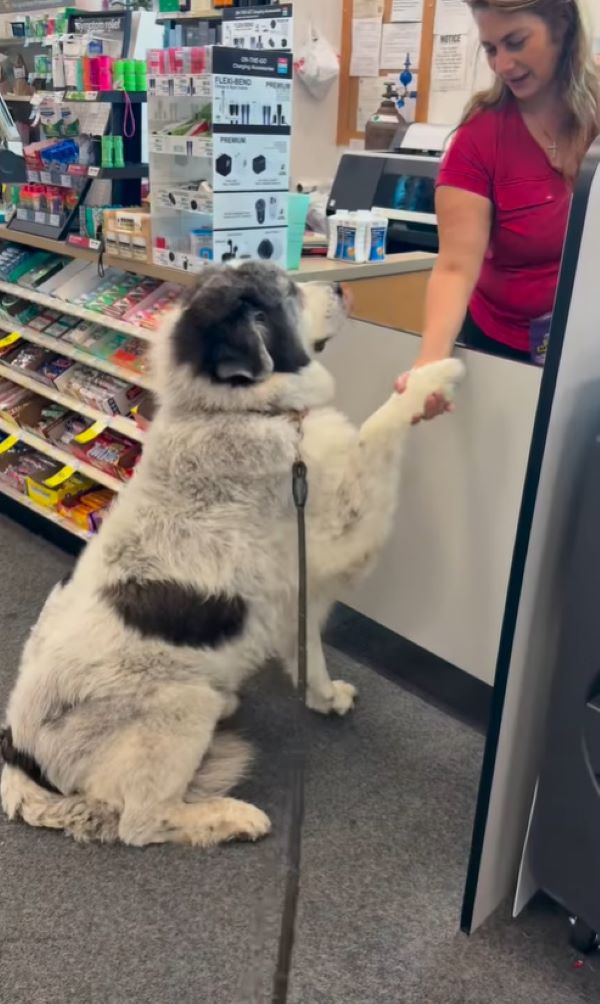 The dog gives a paw to the woman at the checkout