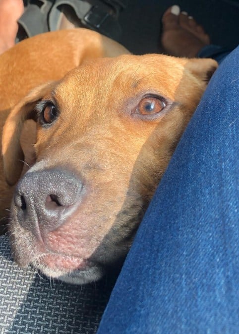 The dog is fondling the woman between her legs