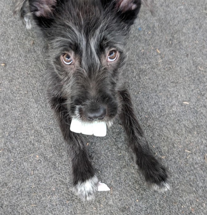 The dog is holding something white in its mouth