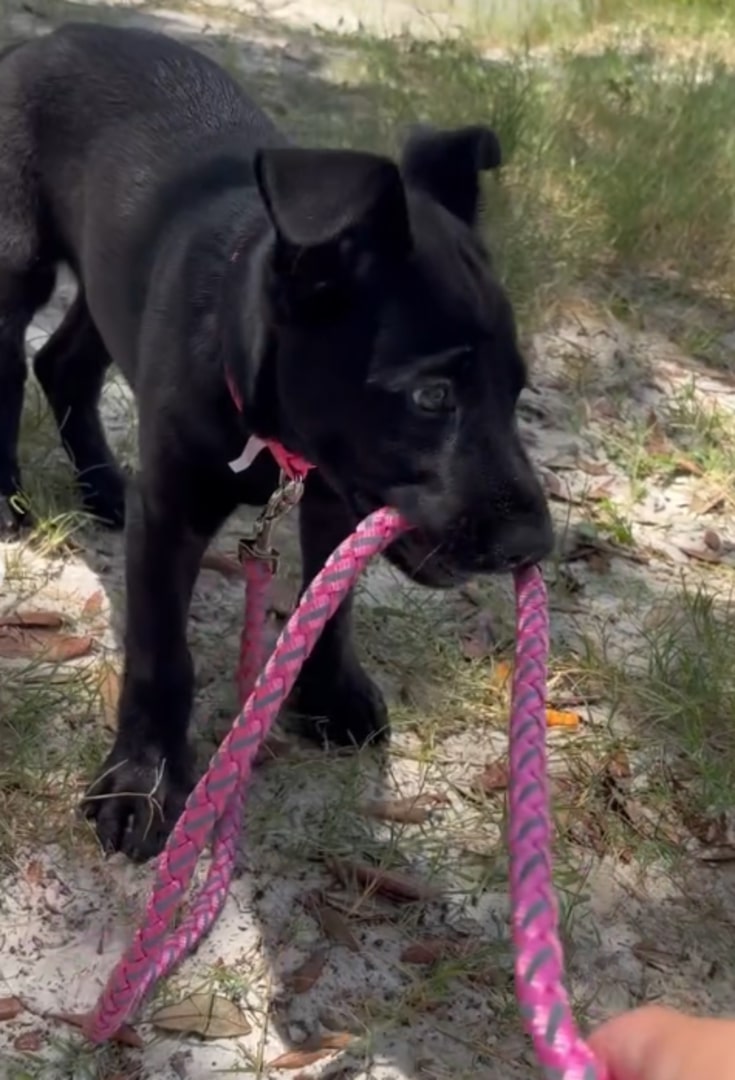 The dog is holding the leash in its mouth