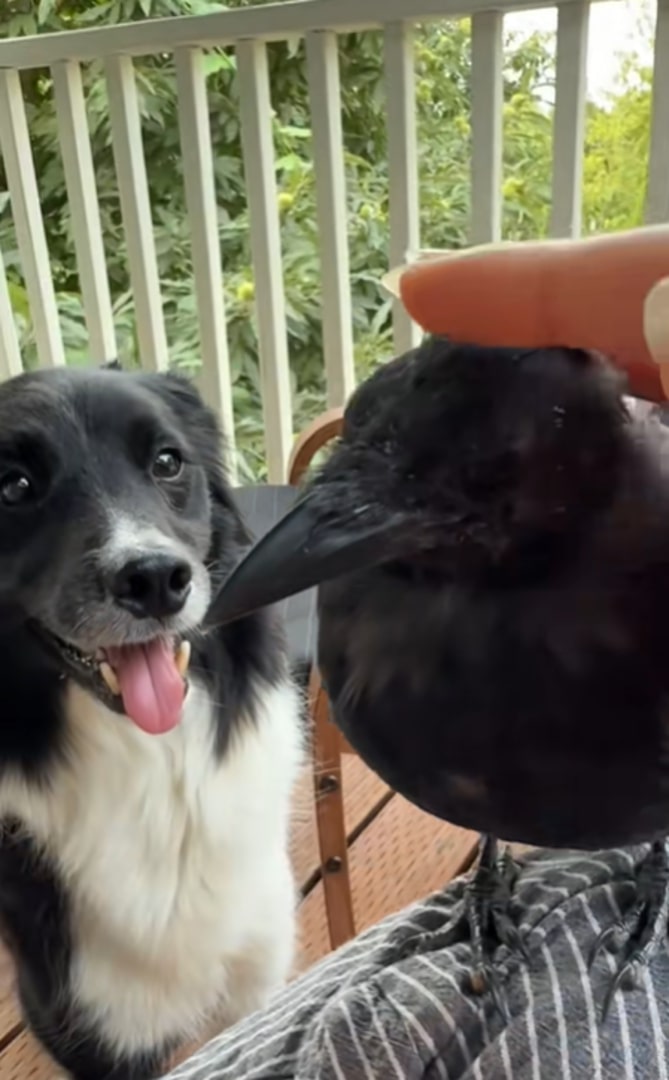 The dog is looking at the black crow