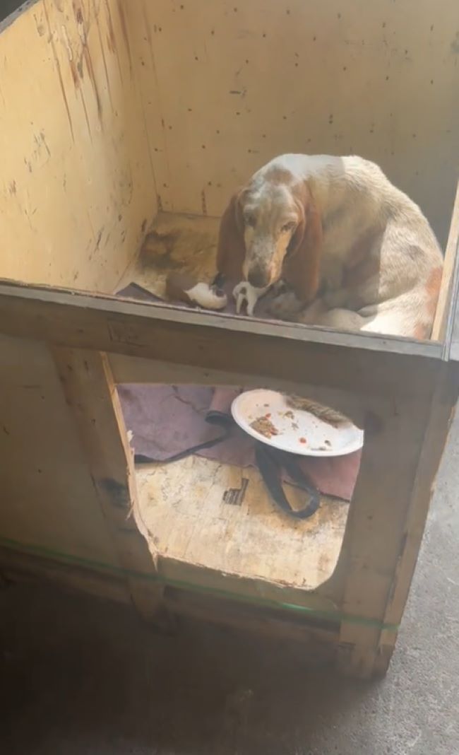 The dog is lying in a wooden box