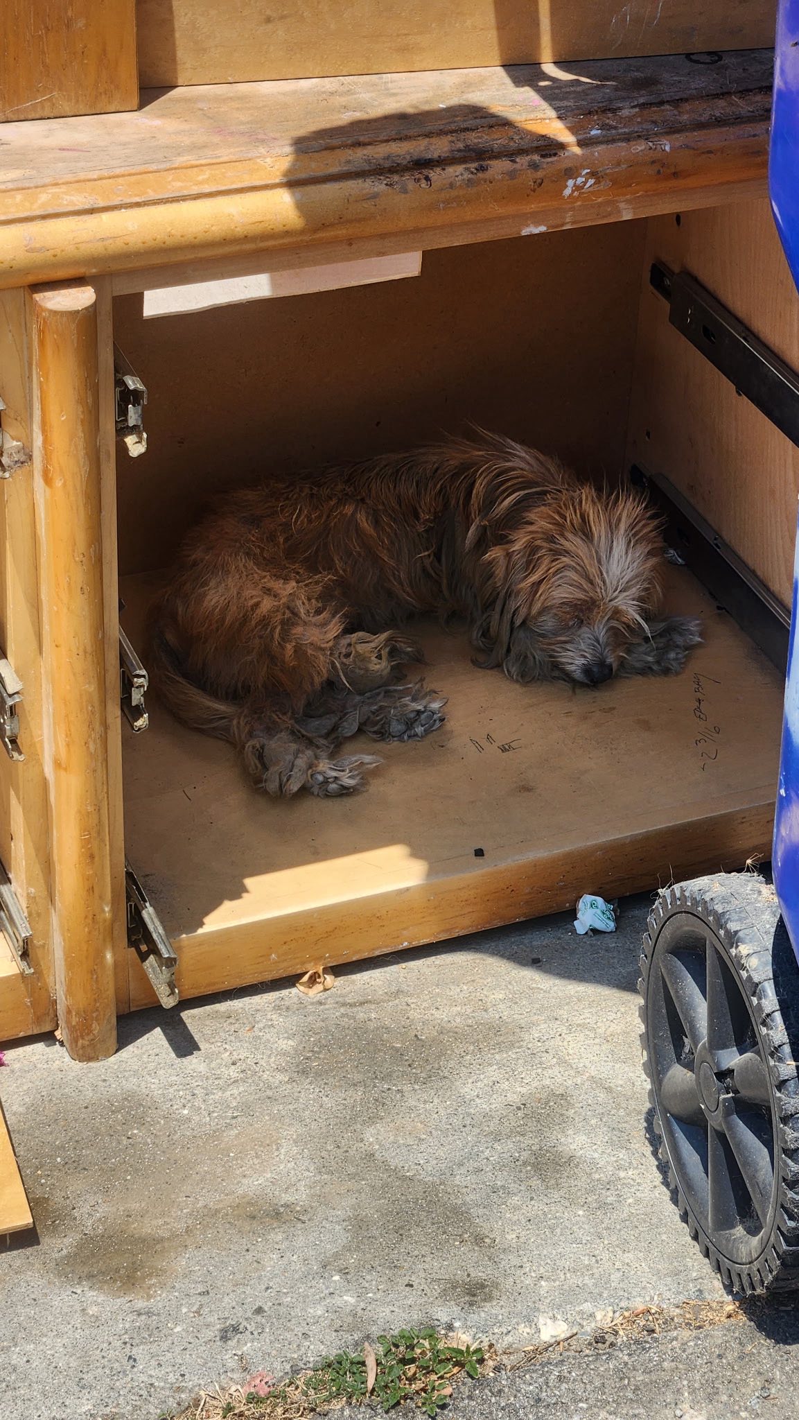 The dog is lying in the chest of drawers