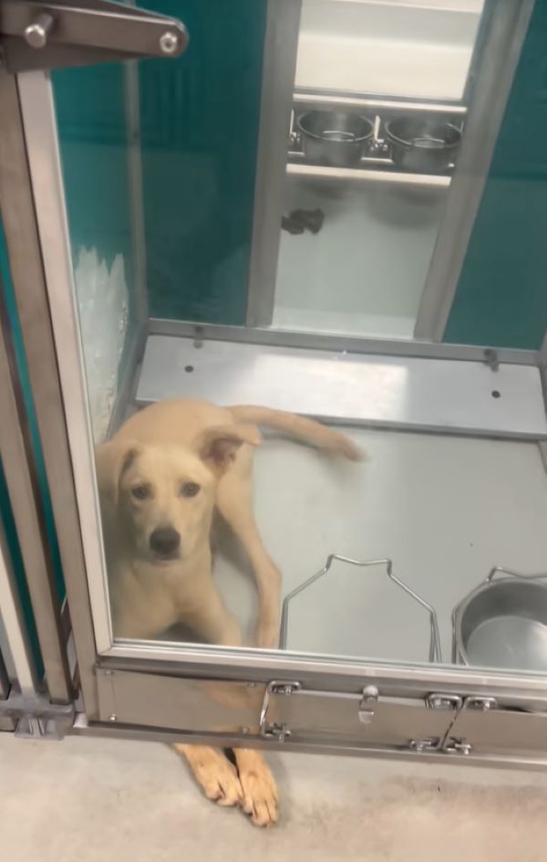 The dog is lying in the shelter with its paws out the door