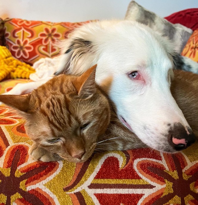 The dog is lying leaning against the cat