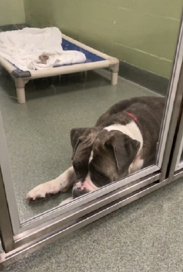 The dog is lying next to the shelter door